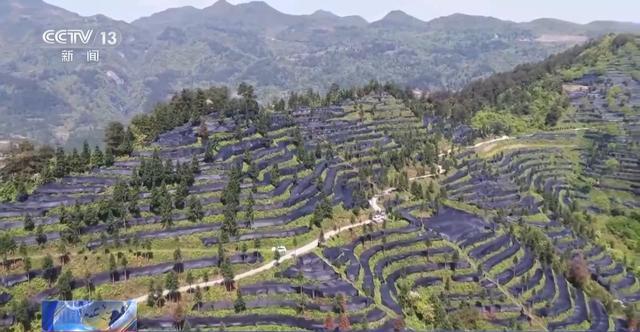 到美妆小瓶罐 看小产品如何撬动大市场PG麻将胡了2从一片树叶、一杯咖啡(图21)