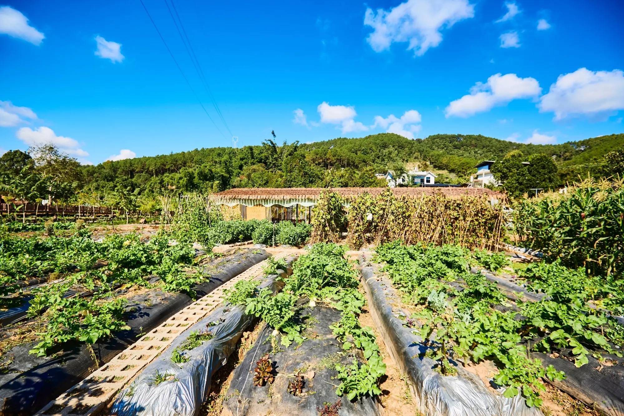 丽星村云南本土与现代技艺交融的咖啡文化生活PG电子麻将胡了2模拟器普洱思茅南岛河村美(图3)