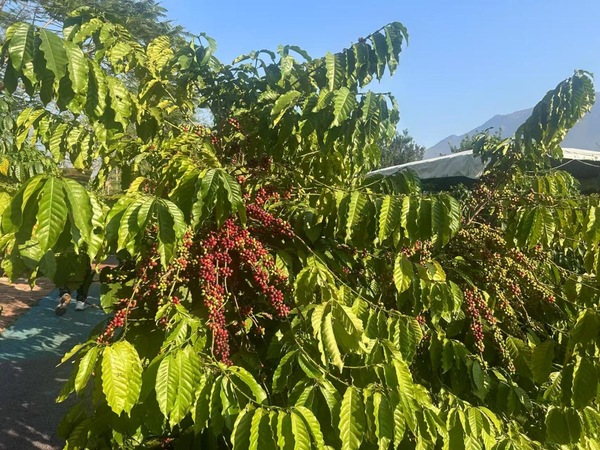 啡“咖位”不小 云南咖啡经济正当时PG麻将胡了免费试玩模拟器小粒咖(图2)