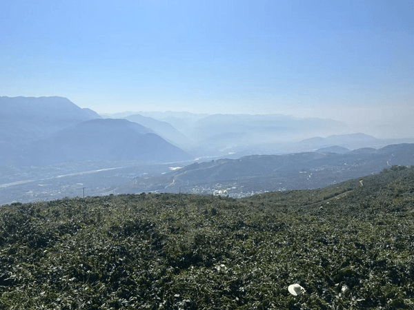啡“咖位”不小 云南咖啡经济正当时PG麻将胡了免费试玩模拟器小粒咖(图4)